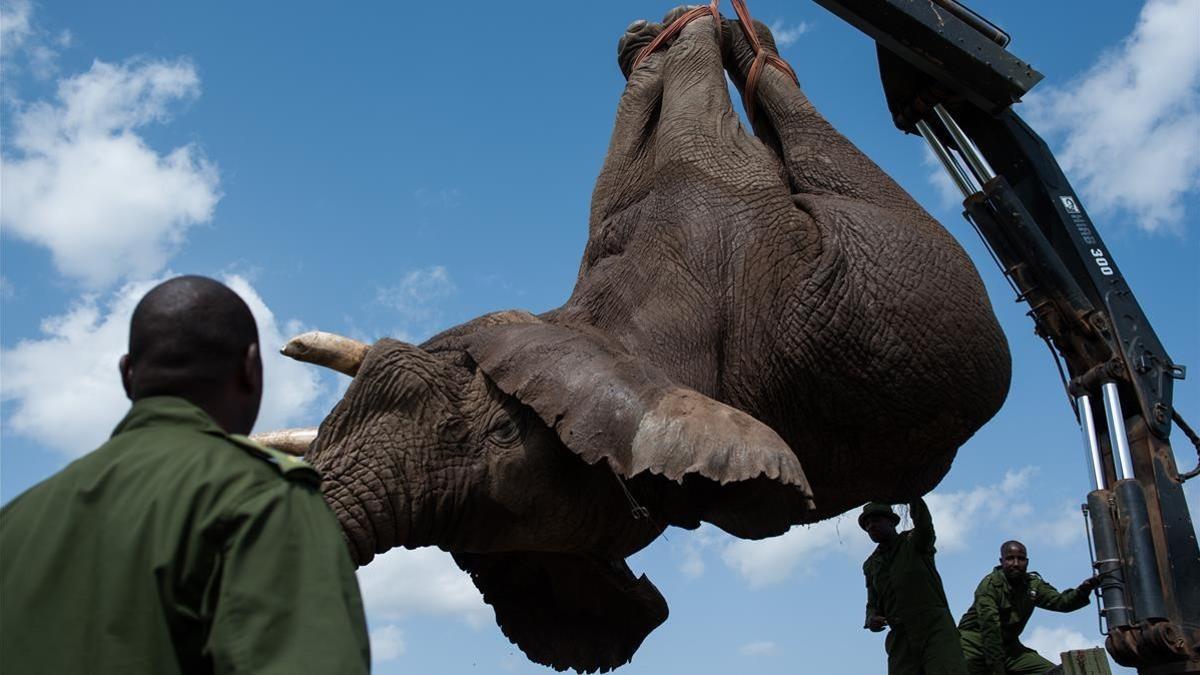 Los efectivos de la reserva natural de Kenia cargan un cadáver de elefante en un camión.