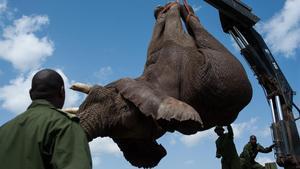 Los efectivos de la reserva natural de Kenia cargan un cadáver de elefante en un camión. 