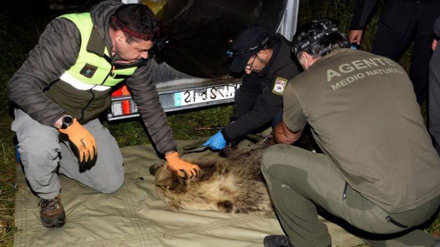 El CSI de los osos: así trabajan los equipos que investigan y siguen a la especie