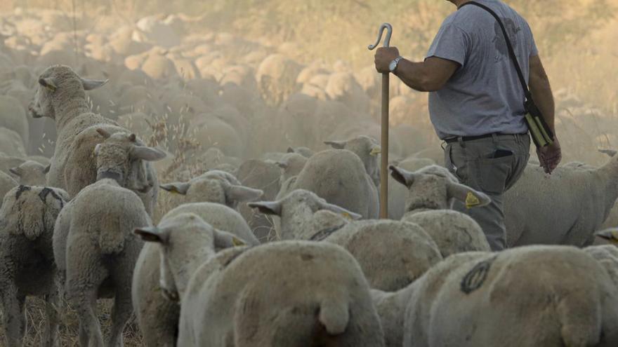 Desciende el censo de ovejas