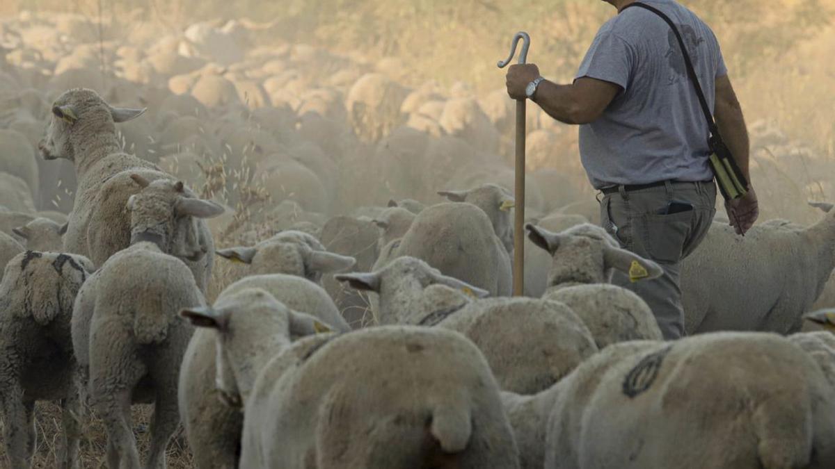 Los altos costes de producción también están repercutiendo en la cabaña de ovino en Córdoba.