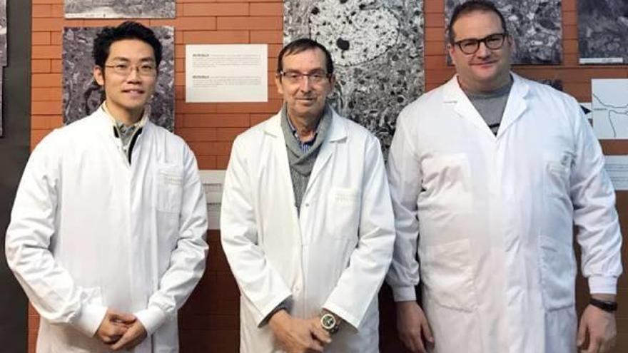 Sawamoto, de la NCU, y García-Verdugo y Herranz-Pérez, de la UV.