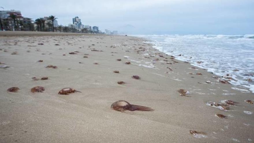 Sin rastro de medusas en las playas de Alicante