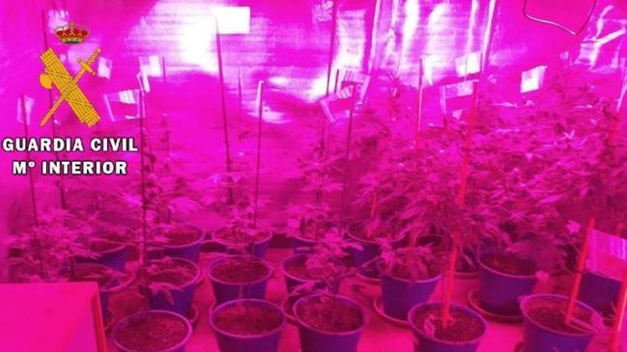 Vídeo: Un detenido en Mieres con 82 plantas de marihuana