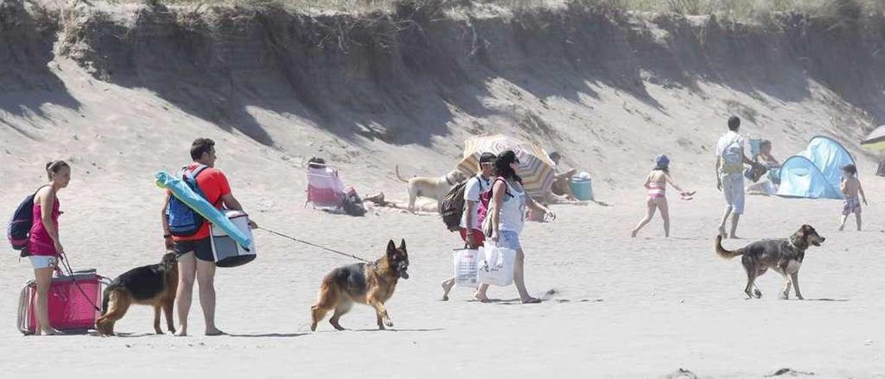Bañistas con perros, el verano pasado en la playa de Bayas.