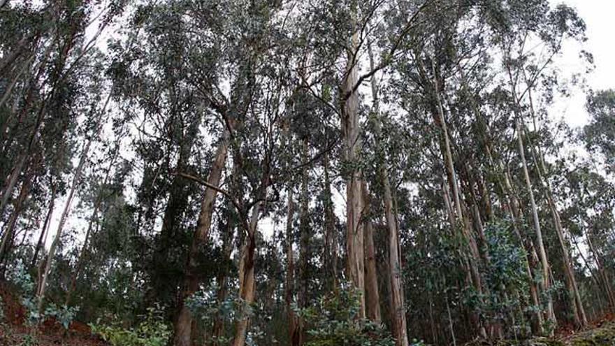 Bosque de eucaliptos en la provincia de Pontevedra. // Marta G. Brea
