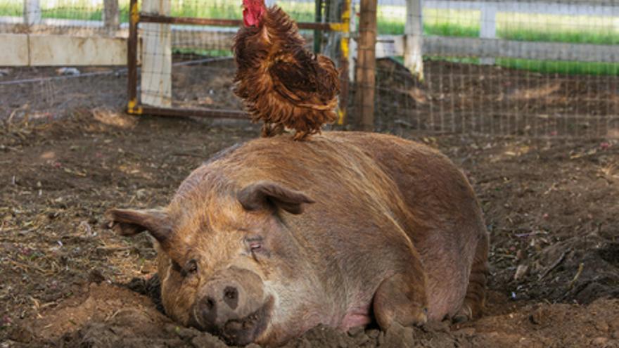 Mi gran pequeña granja