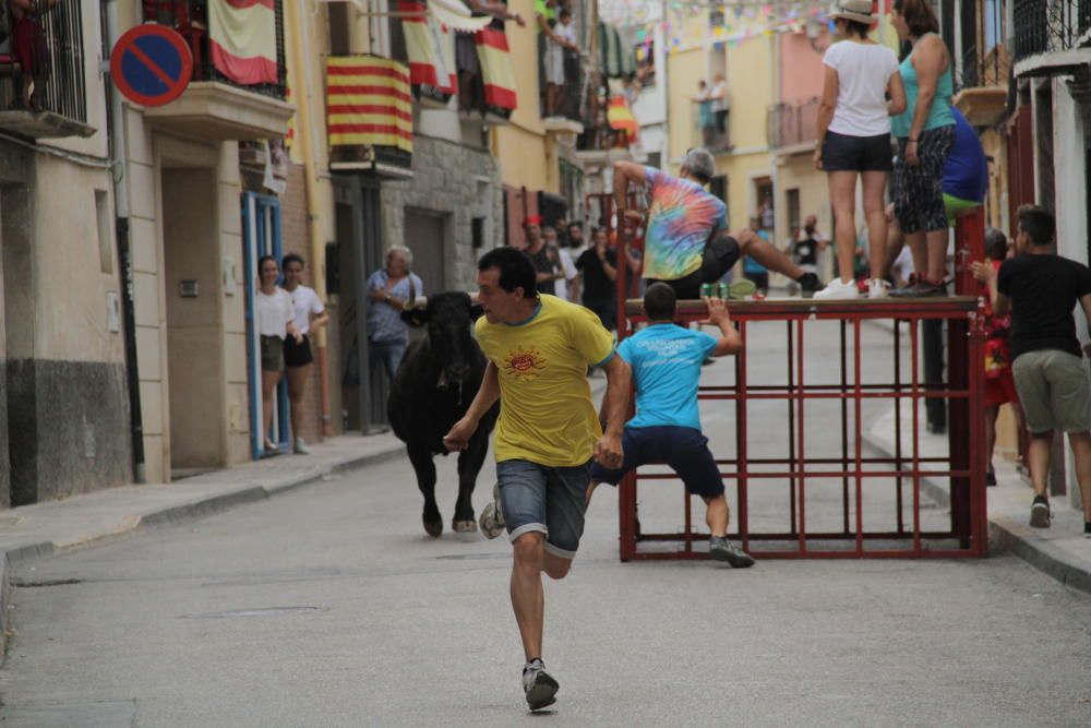 Tibi celebra su tradicional "Entrà de la Vaca"