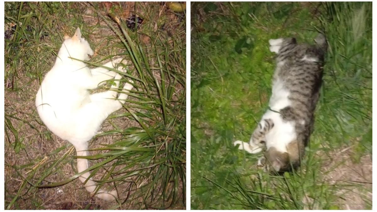 Dos de los gatos que han encontrado muertos en Llucena del Cid.