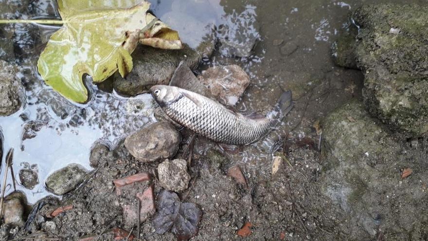 Peix mort a la ribera del riu Terri, a l&#039;alçada de Mata (Porqueres).