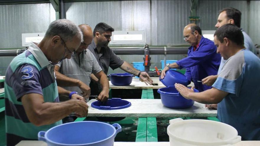 Labores de marcaje en el centro ictiogénico de &quot;Las Mestas&quot;.