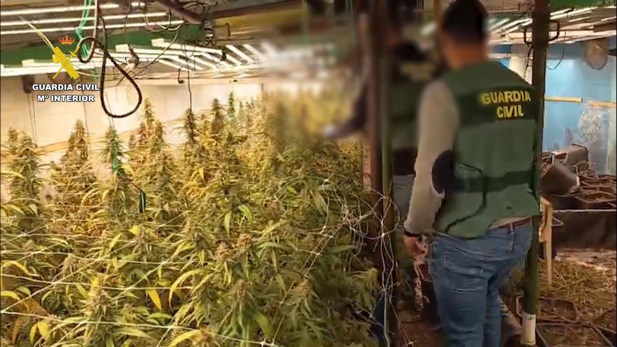 Así era la plantación de marihuana desmantelada en Vallada