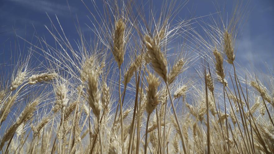 La sequía paraliza la venta de fincas en Córdoba y las herencias baten récord