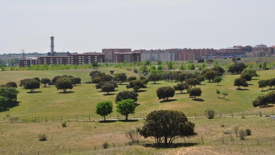 ARBA: plantar árboles autóctonos para reforestar España