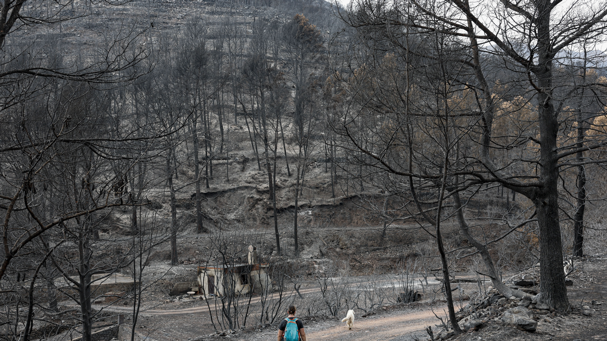Una dona passeja amb els seus gossos per la Vilavella, una de las zones naturals més castigades per l'incendi originat a la Vall d’Uixó.