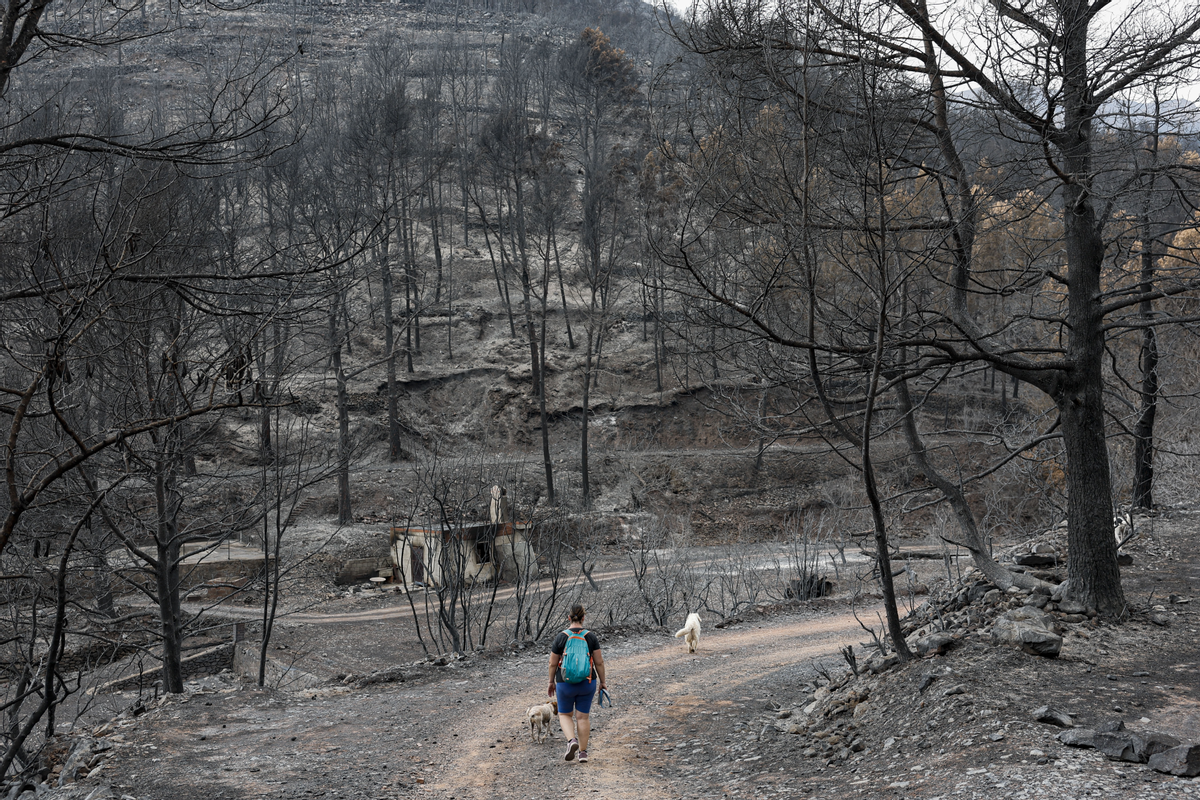 Una mujer pasea con sus perros por la Vilavella, una de las zonas naturales más castigadas por el incendio originado en la Vall d’Uixó
