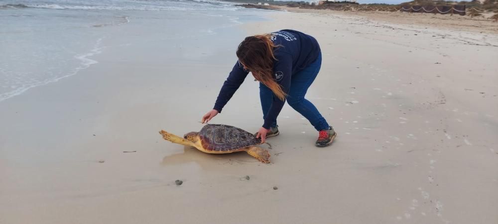 Tortugas rescatadas en aguas de Baleares