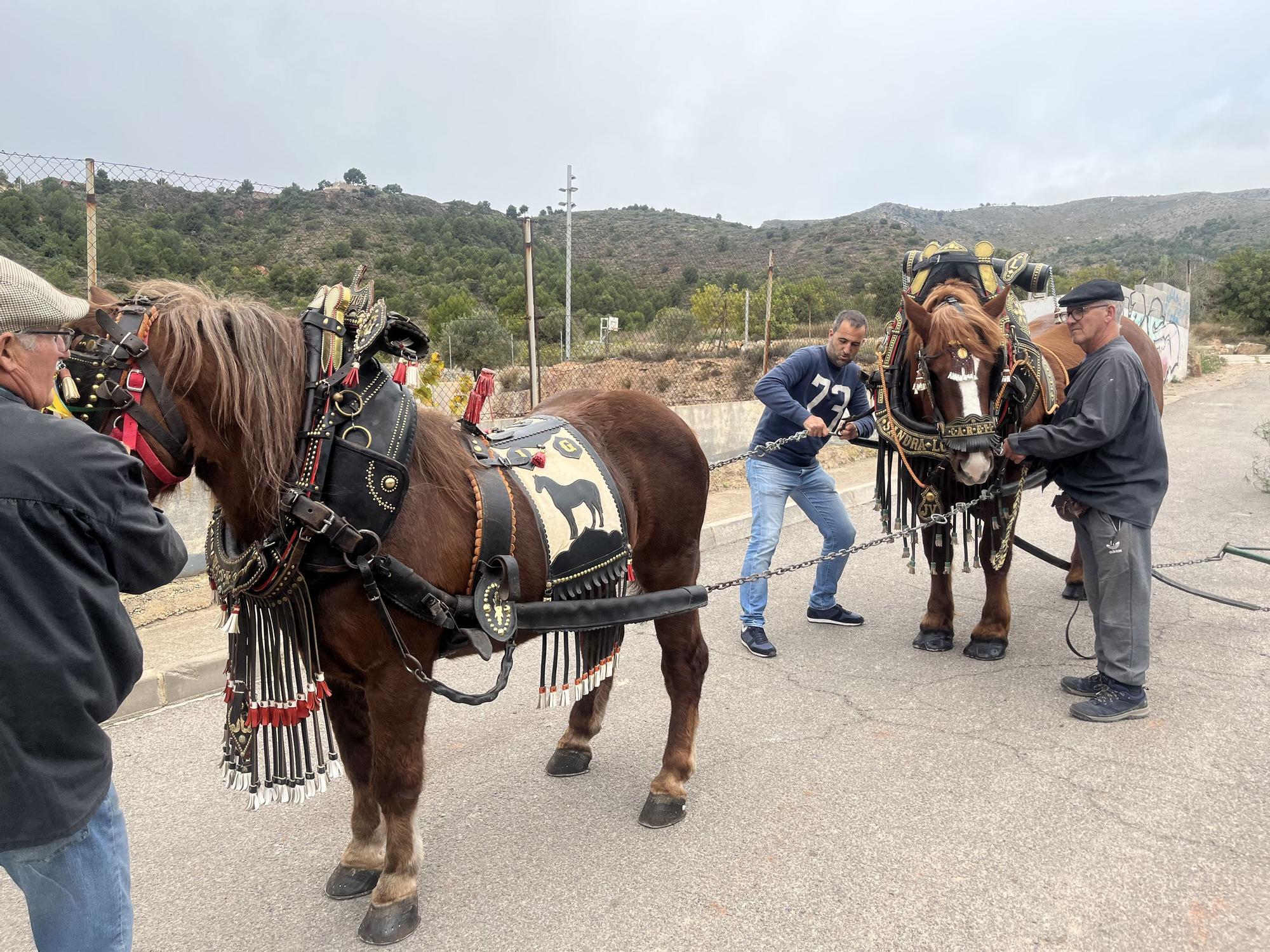 Baixà del pi de las fiestas de Sant Antoni 2023 en la Vall