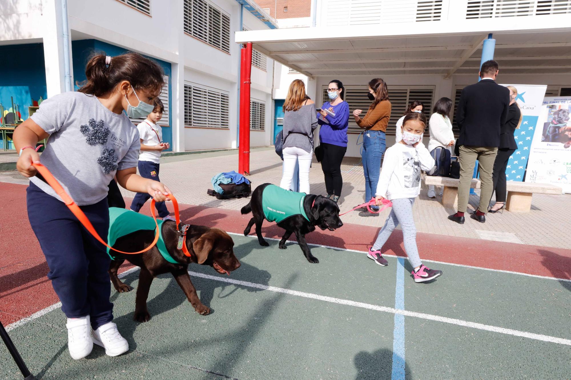 Nica, una nueva terapeuta de cuatro patas para los colegios de Ibiza y Formentera