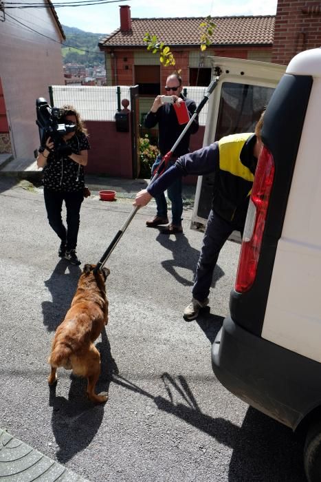 Rescate de los perros de la mujer que convivió varios días con su hijo muerto en La Felguera