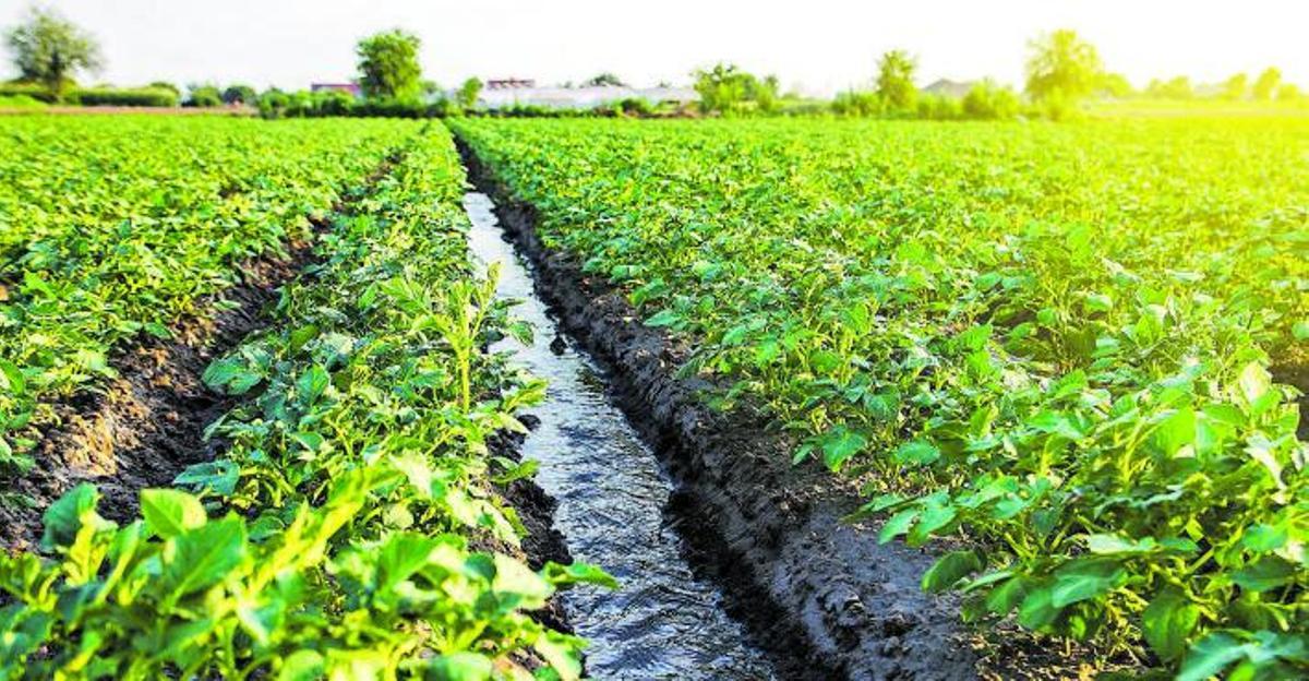 L’agricultura de regadiués el principal consumidord’aigua.  shutterstock