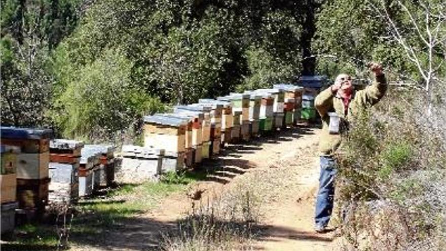 Apicultors estudien traslladar les caixes fora de l&#039;abast de l&#039;insecte