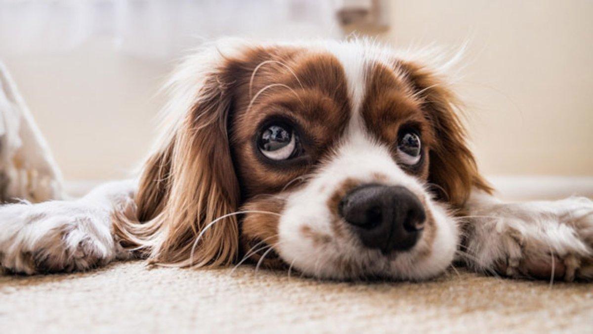¿Cómo saber si un perro tiene fiebre?