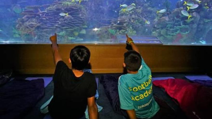 Somnis en  l&#039;escull del Mar Carib envoltats d&#039;anemones amb «Nemo» i «Dory»