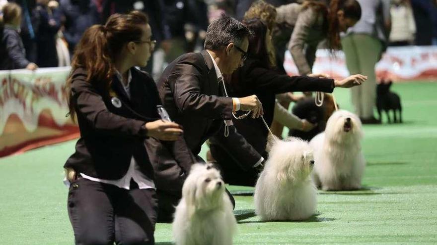 Los entrenadores con sus perros durante el concurso celebrado el año pasado en el Ifevi. // A. Irago