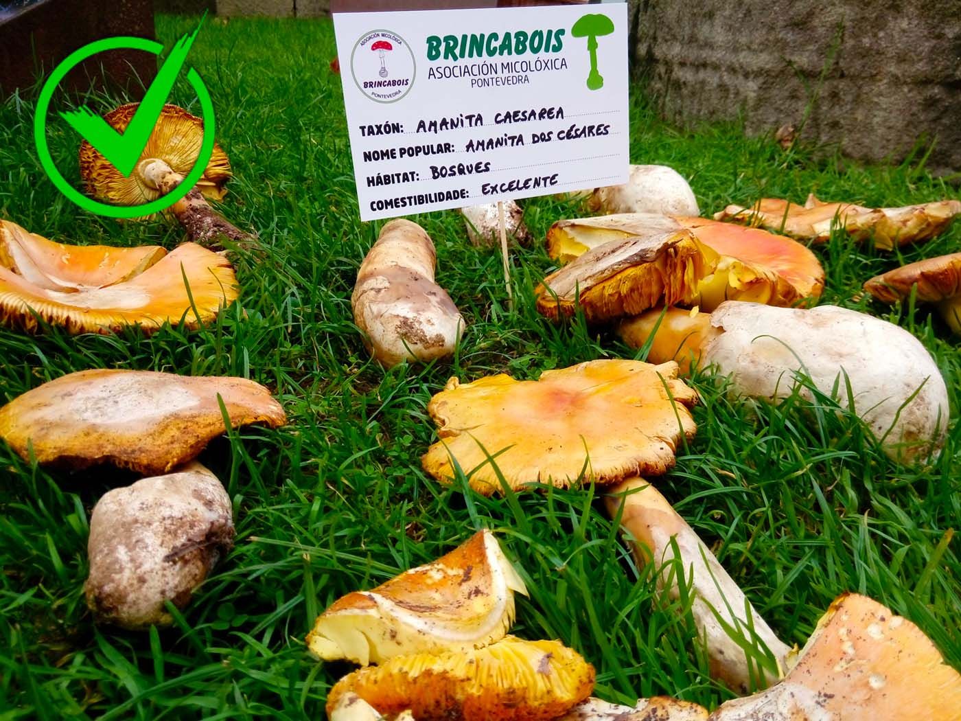 15-Amanita caesarea Rafa Vazquez.jpg