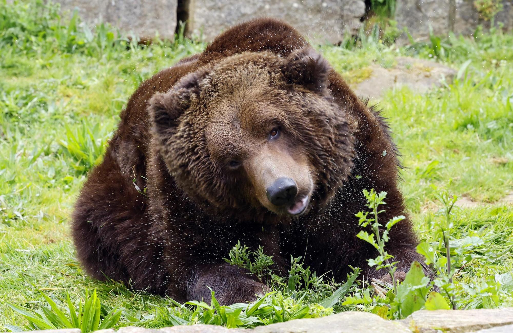 El oso Carmo posa para Faro de Vigo mientras espera un hogar