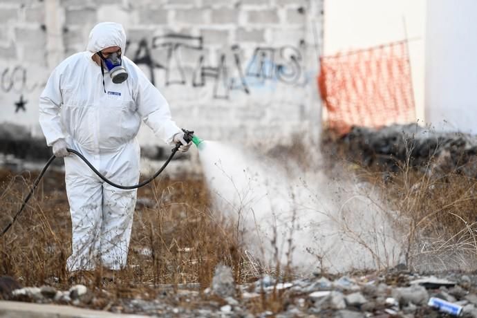 PLAGA DE PULGAS EN CARRIZAL