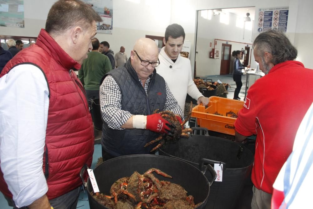 Apertura de la veda de la centolla en O Morrazo