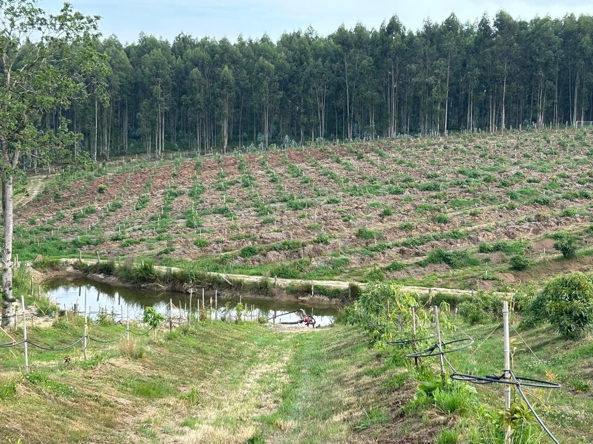 Plantación de aguacates en Llodares.