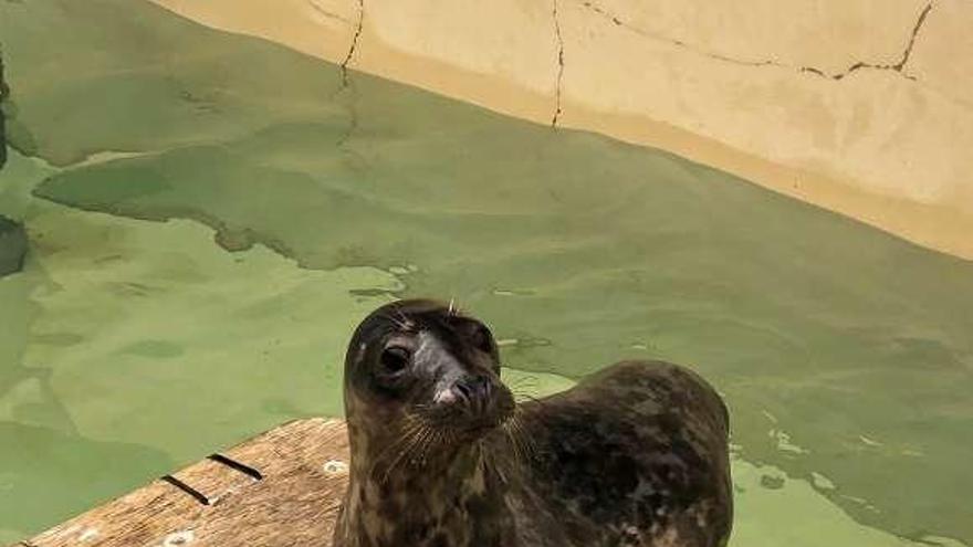 El lobo marino &quot;Silbur&quot;, en su piscina del Igafa. // FdV