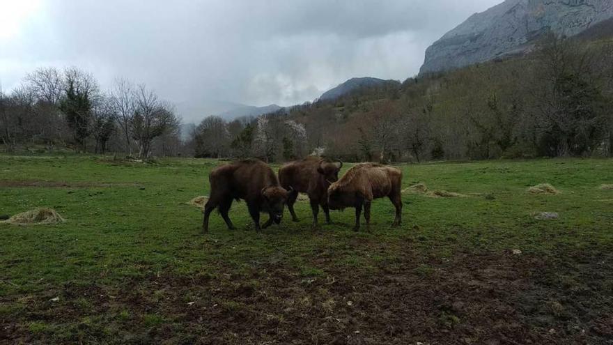 La nueva pareja de bisonte europeo del Parque de la Prehistoria, posicionada a la izquierda en la fotografía, reconoce a la hembra que habita en el recinto.