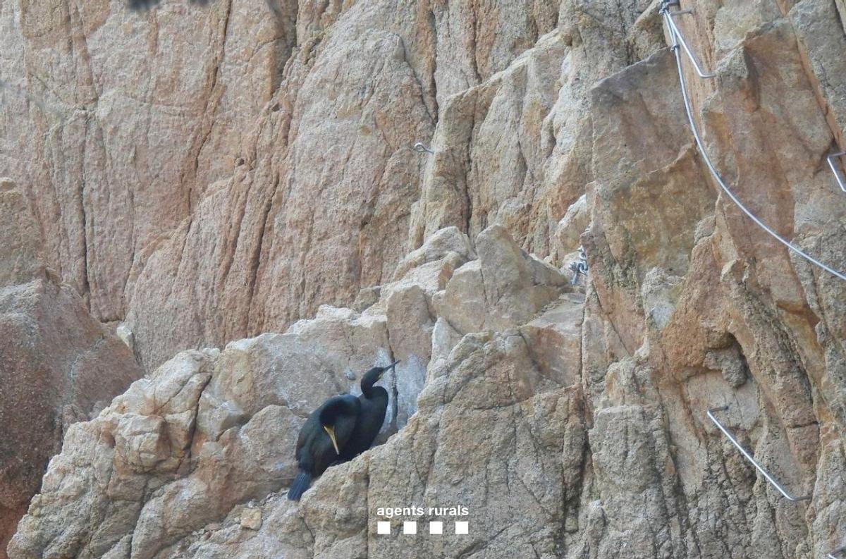 Les imatges dels Agents Rurals retirant uan de les pedres fixades amb ciment a la via ferrada de la Cala del Molí de Sant Feliu de Guíxols