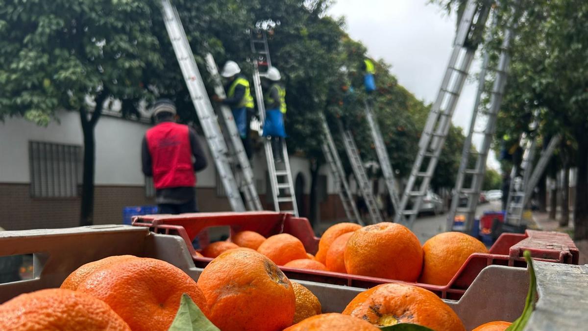 Vídeo | El Ayuntamiento alcanza el 57% de la campaña de recogida de naranja amarga, condicionada por casi tres semanas consecutivas de lluvias