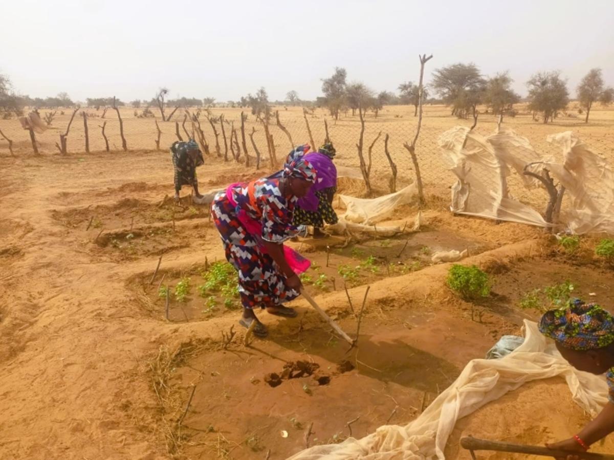 Un dels projectes que ha desenvolupat el SEC el 2025 és l'hort de les dones de Bingel Seno, a Senegal.