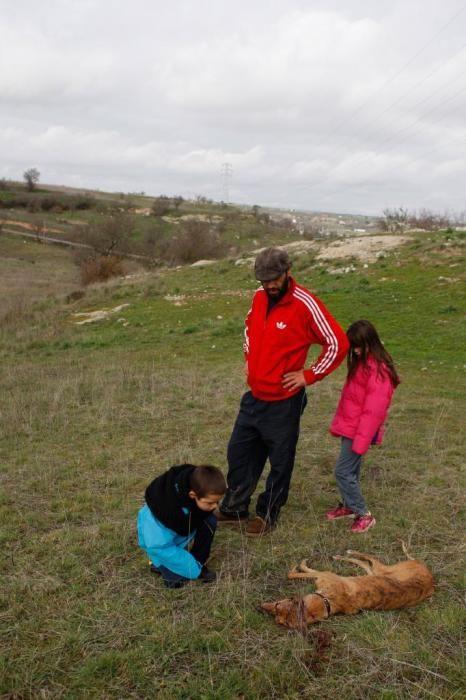 Un cazador mata dos galgos y amenaza al dueño