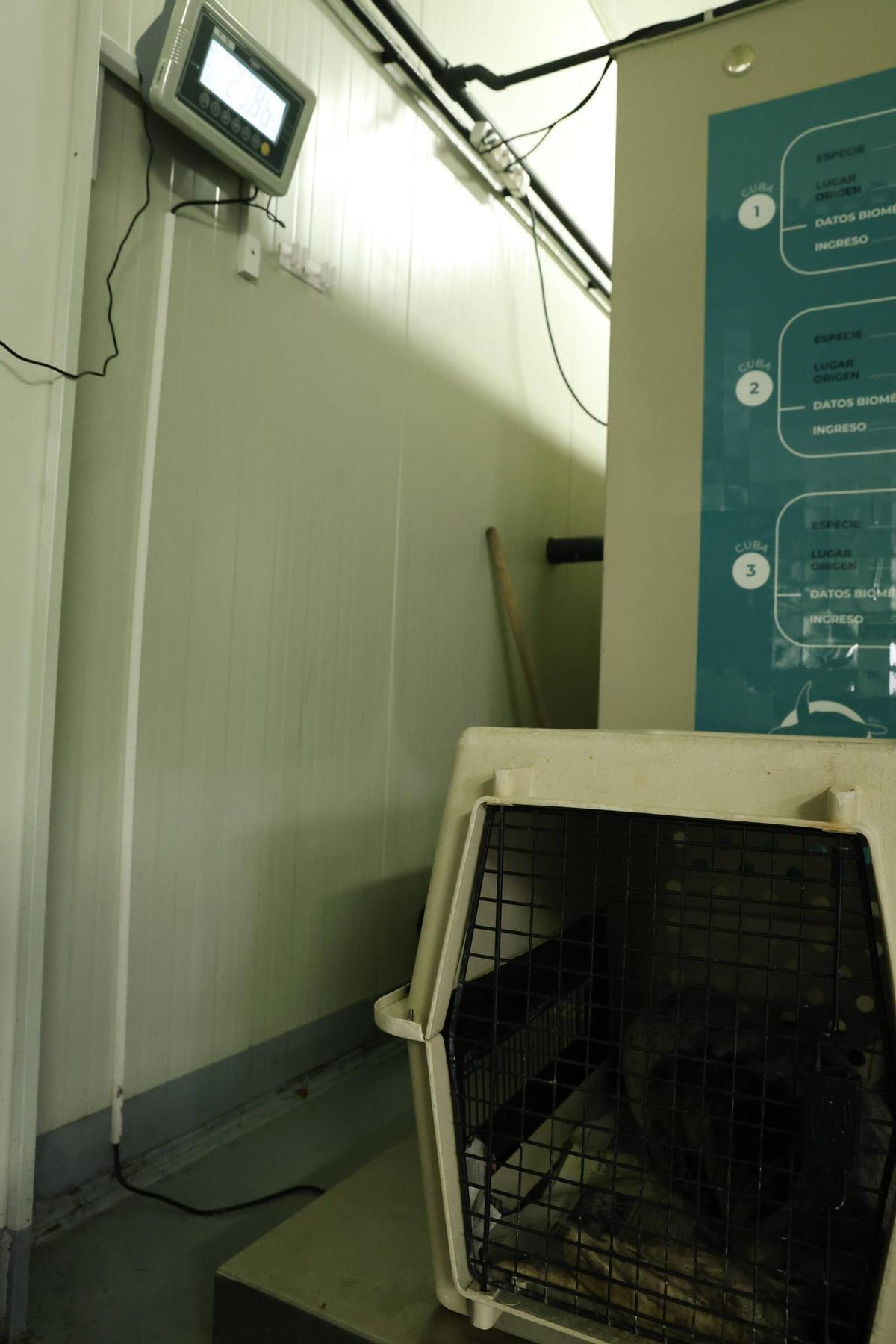 La foca que quedó varada en la playa de Cadavedo ya se recupera en el Acuario de Gijón (en imágenes)