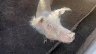 Maltrato animal en tres explotaciones de Ingenio: ganado famélico y agonizante, cabras muertas y cerdos caníbales
