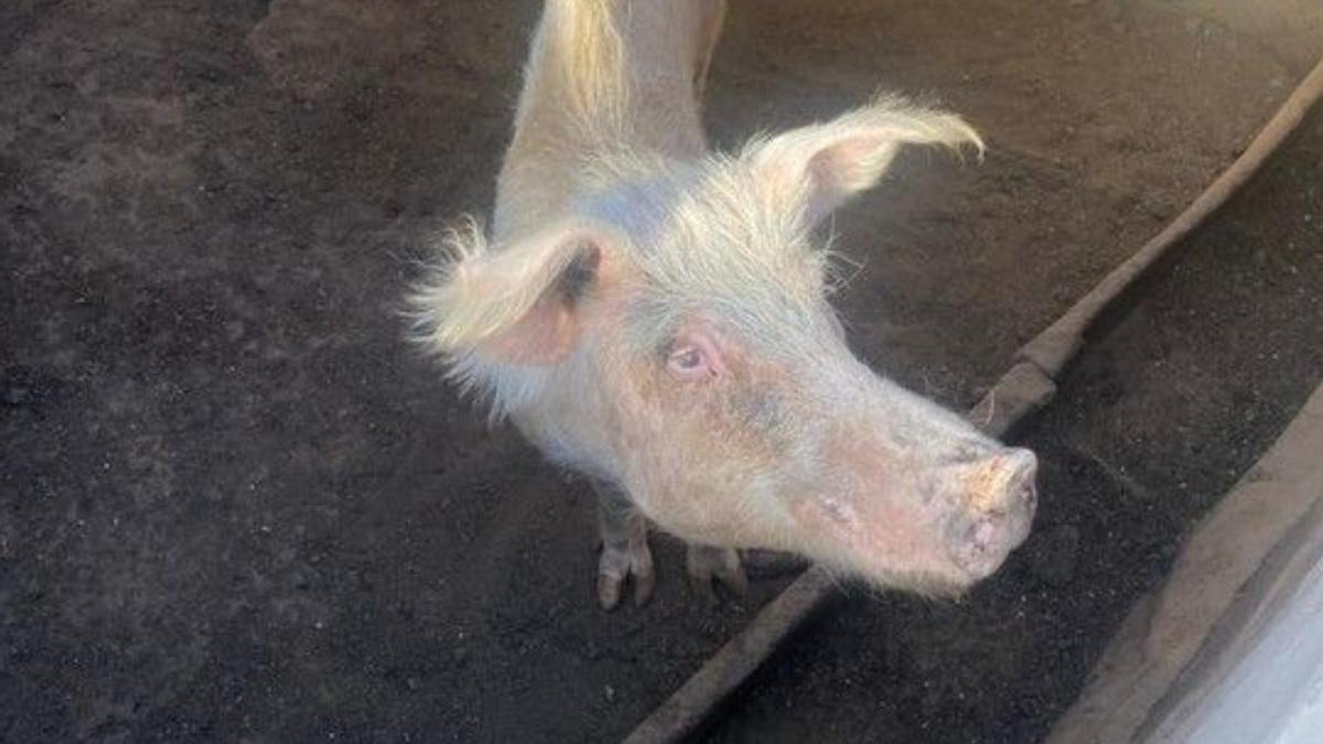 El horror en una granja de Gran Canaria: encuentran a varios animales famélicos