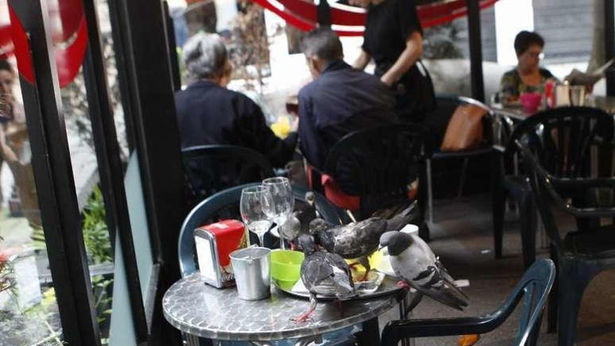 Las palomas aprovechan los restos de comida en una terraza gijonesa.