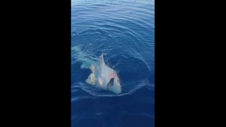La sorpresa de unos pescadores al encontrar un tiburón en Mallorca