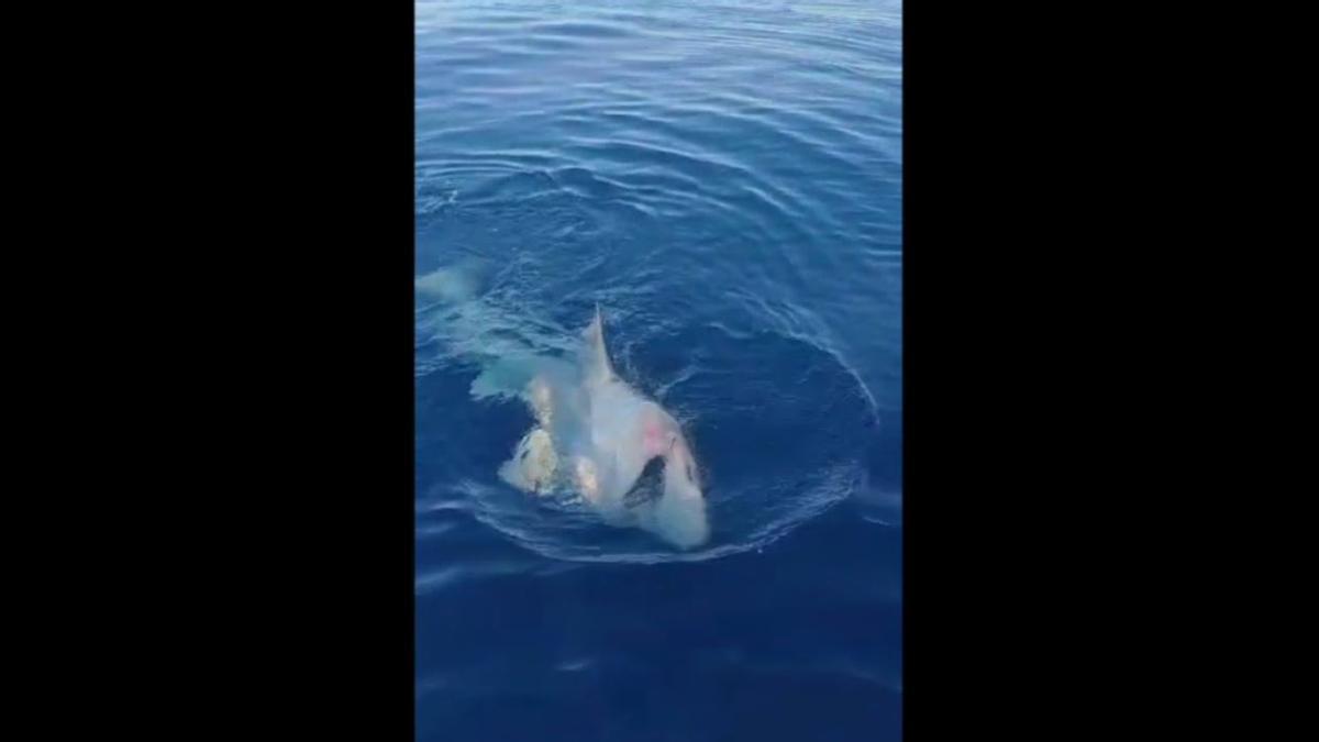 La sorpresa de unos pescadores al encontrar un tiburón en Mallorca.