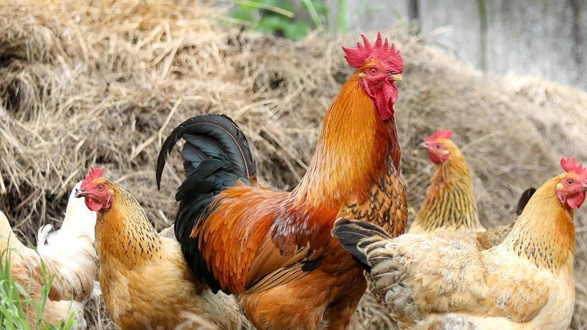Podrías recibir una multa por tener gallinas sin papeles en tu casa