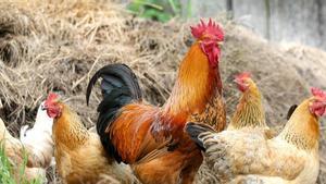 Gallos y gallinas.