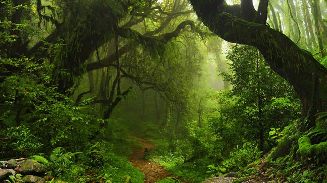 Selva del Amazonas (Brasil)