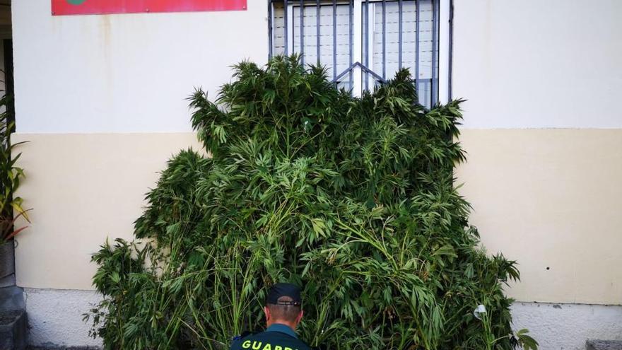 La Guardia Civil se incauta de una plantación de marihuana en O Grove